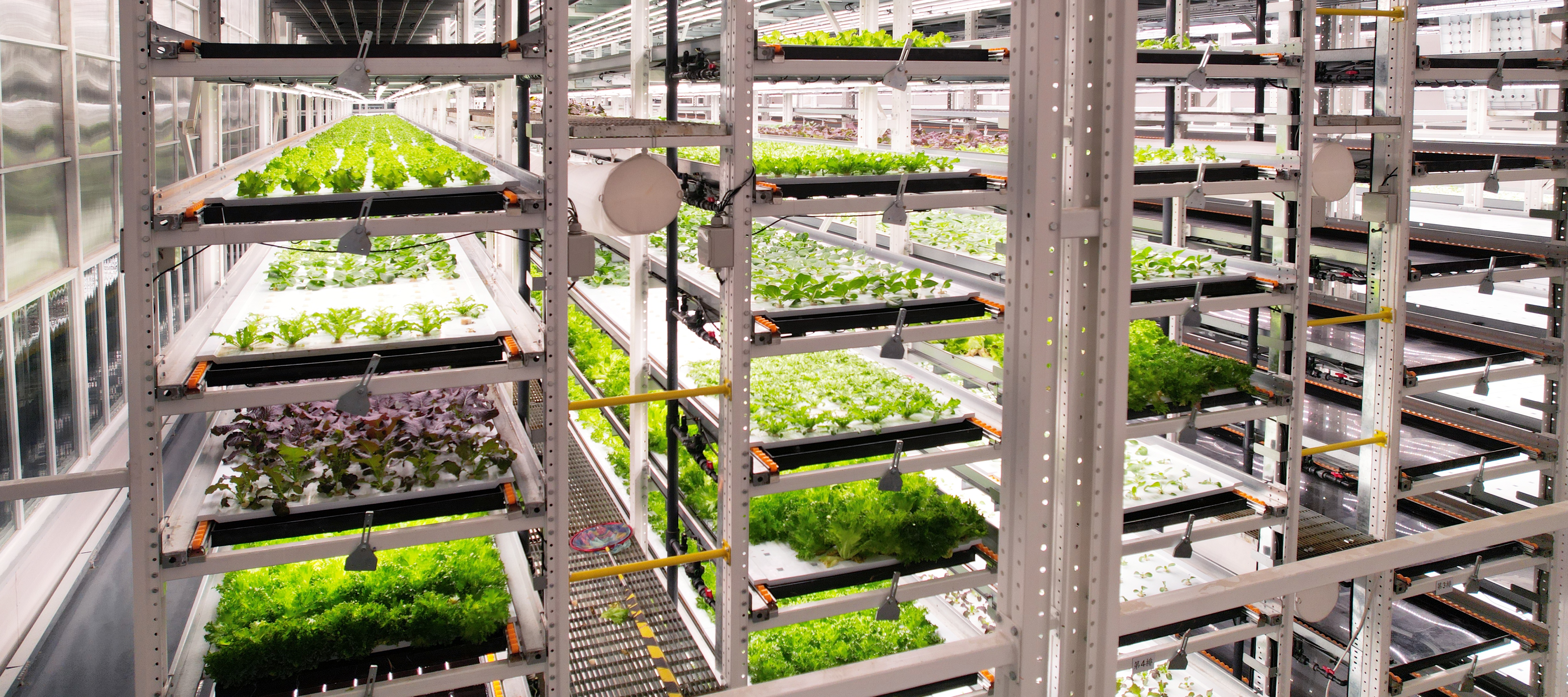 赢多多植物工厂蔬菜20231206 (2)_看图王.JPG